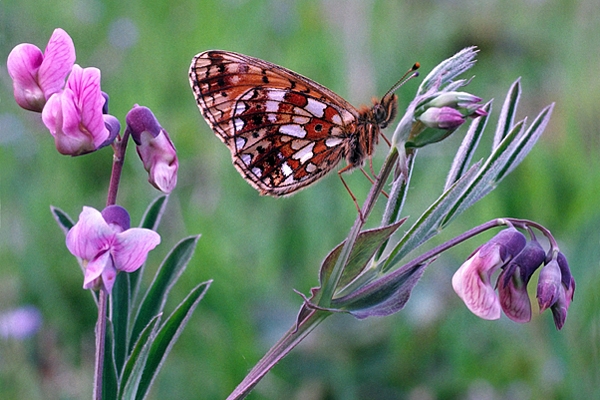 Small Pearl Bordered Fritillary on bitter vetch.