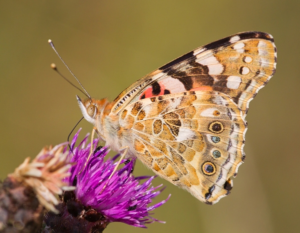 Painted Lady butterfly feeding on thistle 1. Aug '13.
