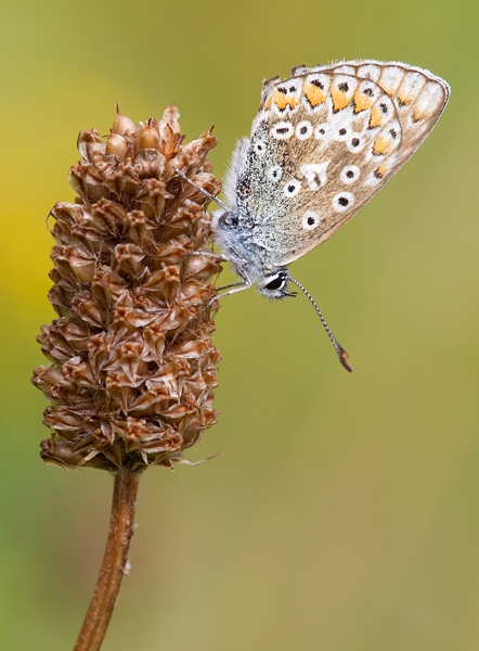 Female Common Blue butterfly. Aug '13.