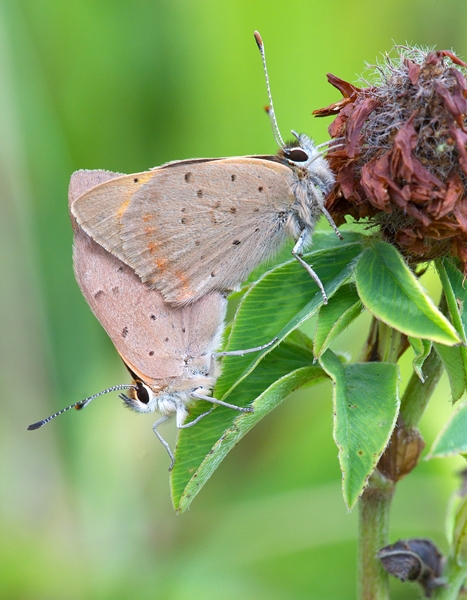 Mating Small Copper butterflies. Aug '13.
