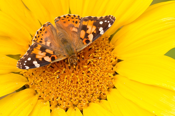 Painted Lady on Sunflower 1. Sept. '19.