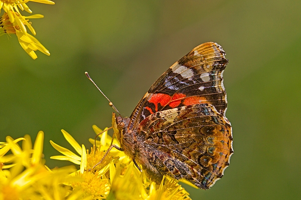Red Admiral on ragwort. July '20.