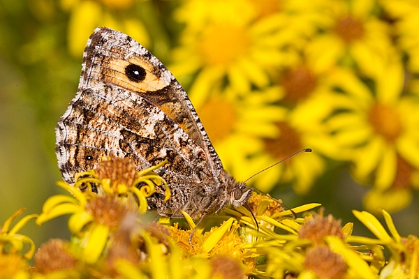 Grayling butterfly on ragwort. Aug. '20.