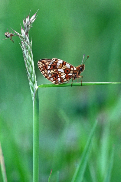 Small Pearl Bordered Fritillary on grass stem.