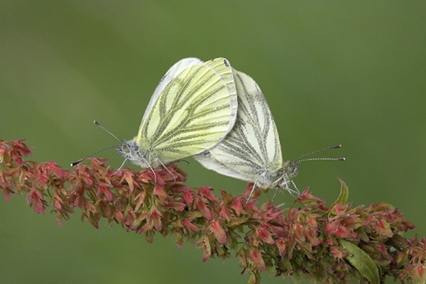 Green Veined Whites,mating.