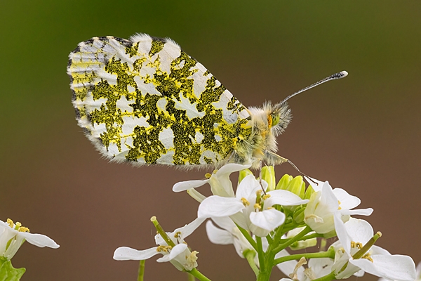 Orange Tip on garlic mustard.May '25.