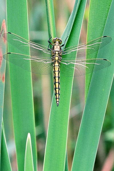 Black Tailed Skimmer,f.