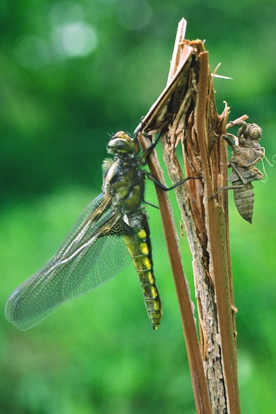 Newly emerged Broad Bodied Chaser + nymph case.