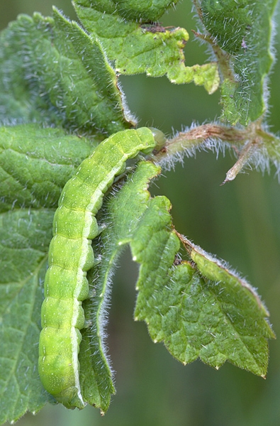 Caterpillar. Aug '12.