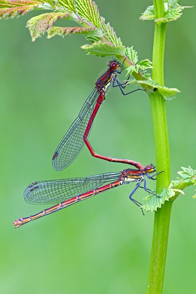 Paired Large Red Damselflies. June '12.