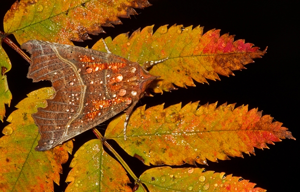 Herald Moth on rowan leaves 2. Oct '13.