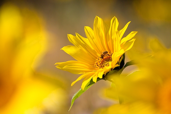 Honey Bee on Sunflower. Sept. '19.