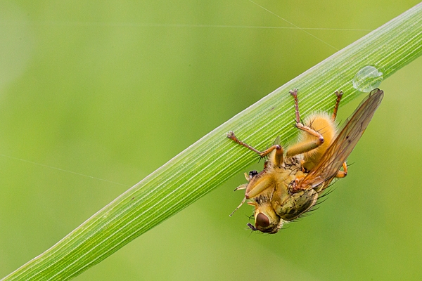 Yellow dung fly feeding. June '20.