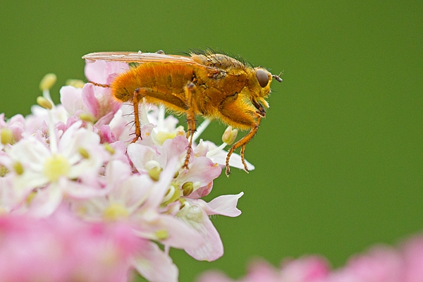 Yellow dung fly 4. June '20.
