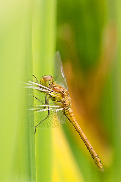 Female Common Darter dragonfly 1. July '20.