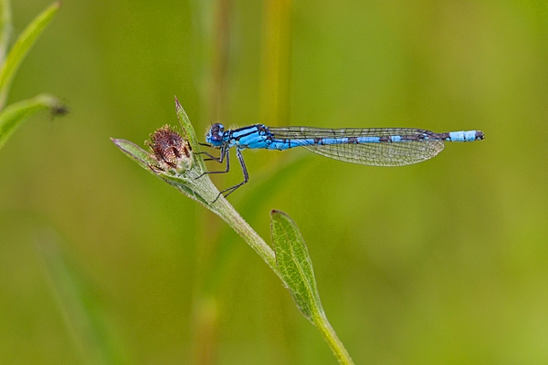 Male Common Blue Damselfly. July '20.