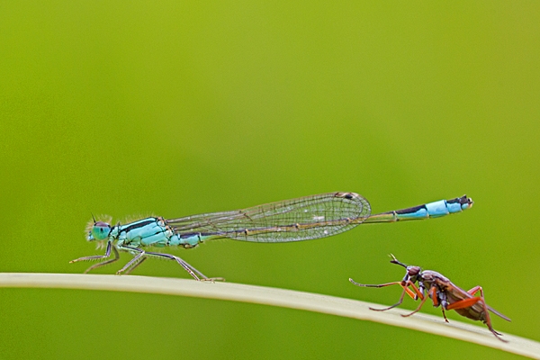 Male Black tailed damselfly and beastie. July '20.