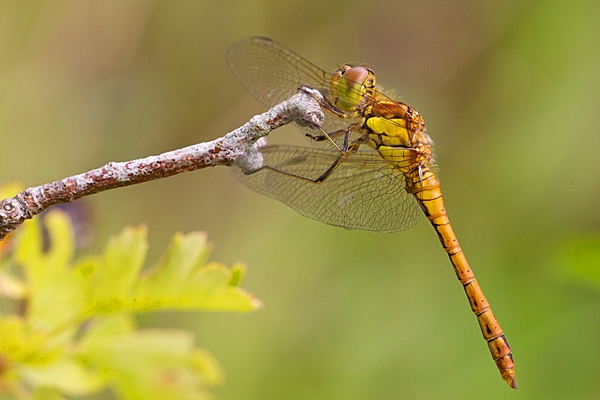 Female Common Darter dragonfly on twig 1. July '20.