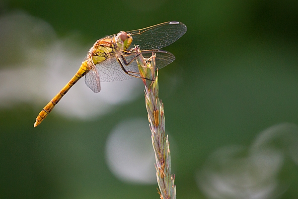 Female Common Darter dragonfly. Aug. '20.