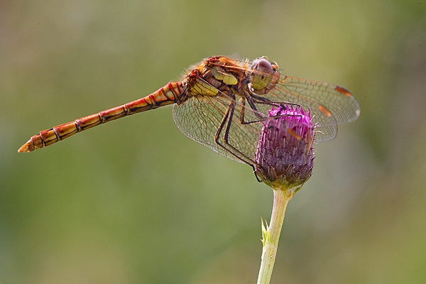 Male Common Darter on thistle. Aug. '20.