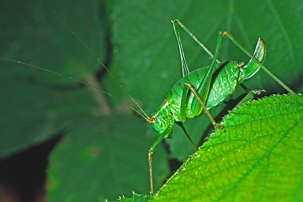 Female Bush Cricket.