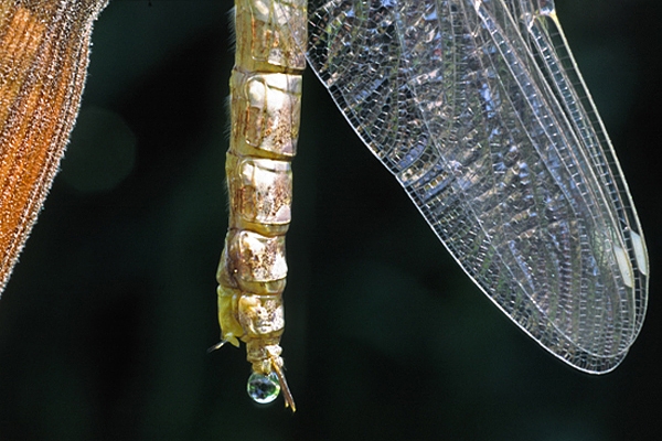 Common Hawker,tail end.