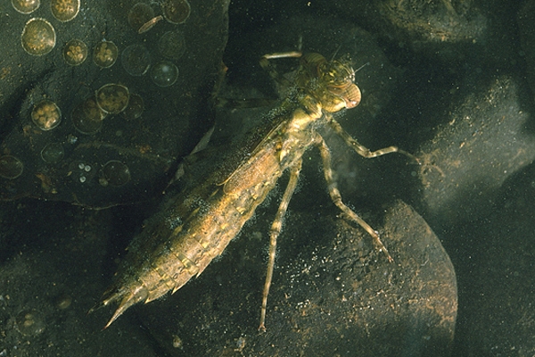 Hawker dragonfly larva.