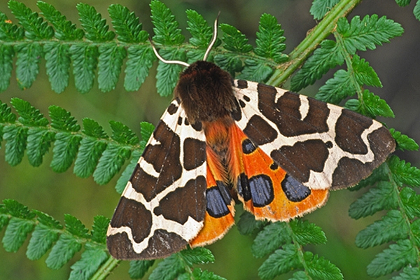 Garden Tiger Moth.