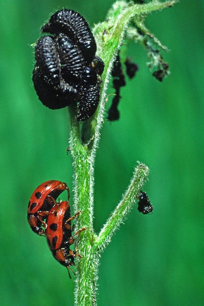Mating Chrysomelid Beetles and their larvae.