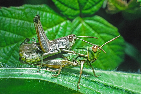 Mating Grasshoppers.
