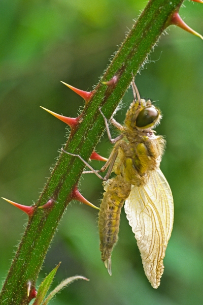 Newly emerged Four Spotted Chaser on bramble.