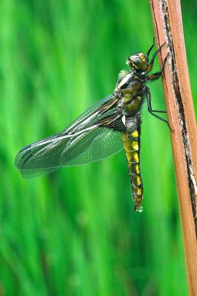 Newly emerged Broad Bodied Chaser.