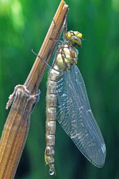 Newly emerged Common Hawker.