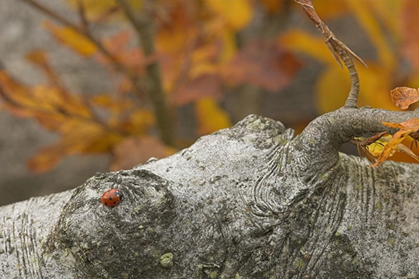 Autumnal Ladybird.