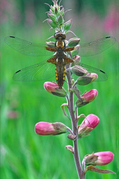 Broad Bodied Chaser f on foxglove.