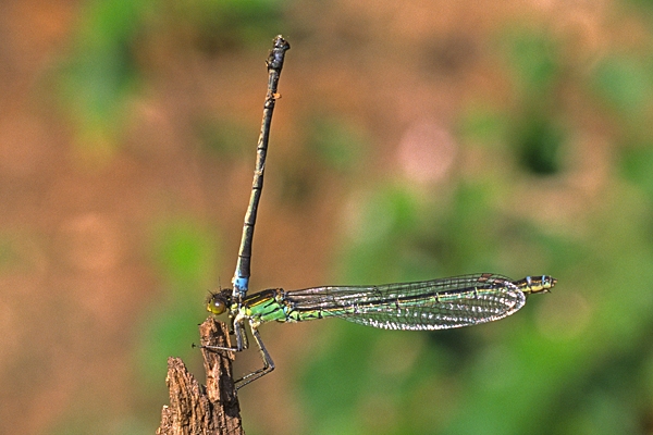 Female Blue Tailed Damselfly with body of male attatched