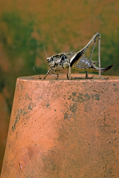 Female Bush Cricket on flowerpot.