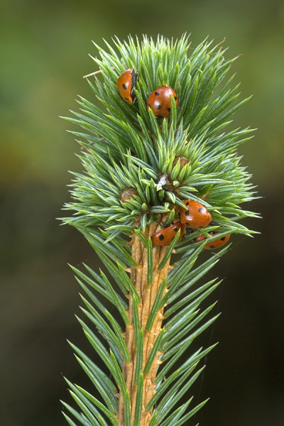 Ladybirds in pine needles.