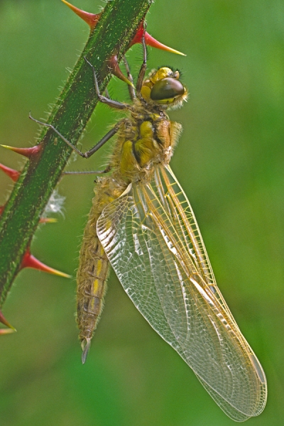 Newly emerged Four Spotted Chaser on bramble stem.