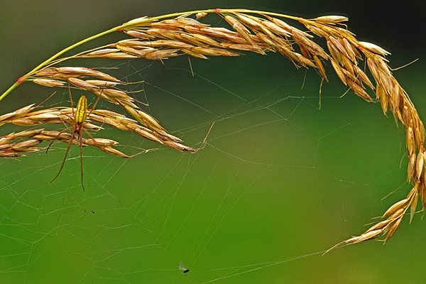 Spider and web on grass seed head.