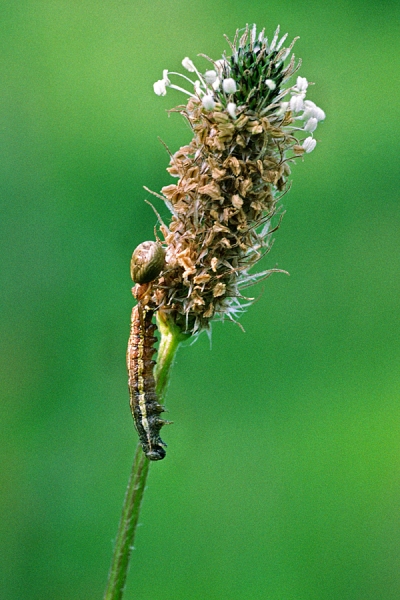 Spider with caterpillar prey.