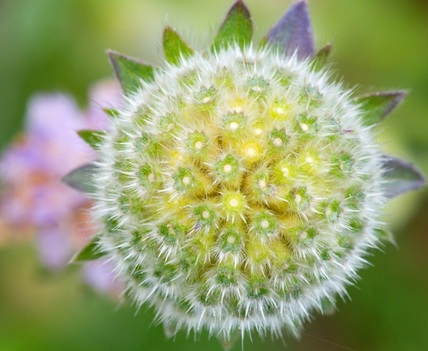 Field Scabious,close up. Aug '13.