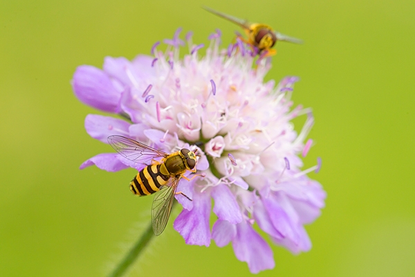 Scabious and hoverflies. July '16.