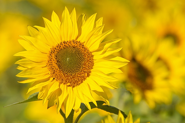 Sunflower. Oct. '16.