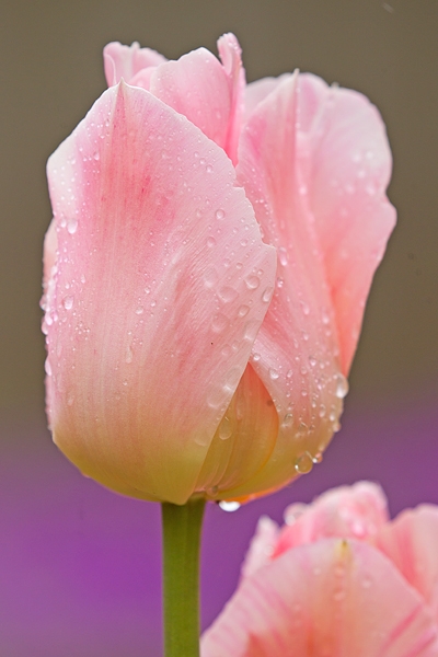 Tulip and raindrops. May '19.