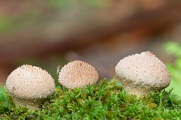 3 Puffballs. Oct. '22.