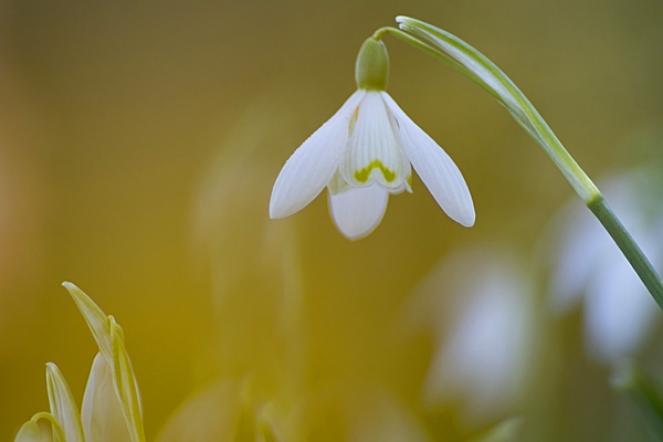 Doddington Snowdrop 1. Feb. '23.