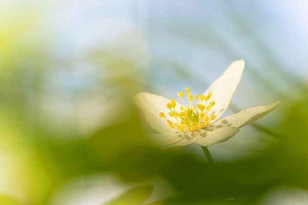 Wood Anenome 2. Apr. '23.