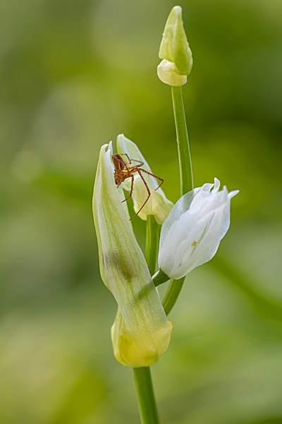 Allium and Spider. Apr. '23.