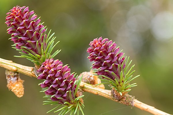 Larch Cones. May. 23.